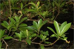 Madhuca neriifolia